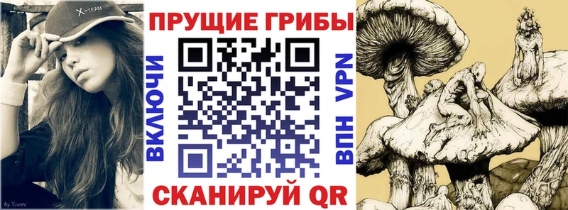 цена   Малмыж  Псилоцибиновые грибы Psilocybe 